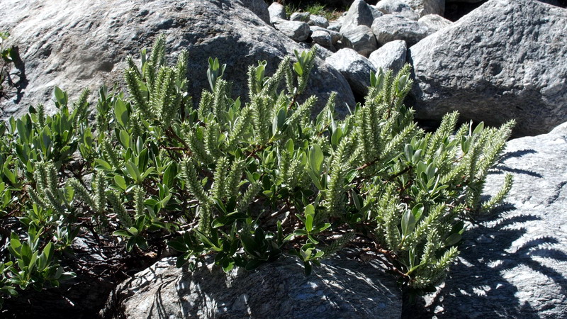 salix